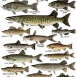 Gamefish-Freshwater
