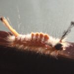 0005_Mystic_Ridge_Caterpillar