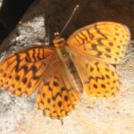 0007_Mystic_Ridge_Butterfly