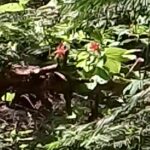 0016_Mystic_Ridge_Honeysuckles