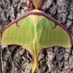 Luna-Moth
