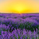 Lavender-Field