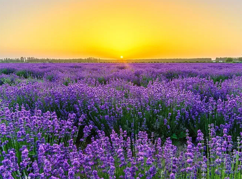 Lavender Field